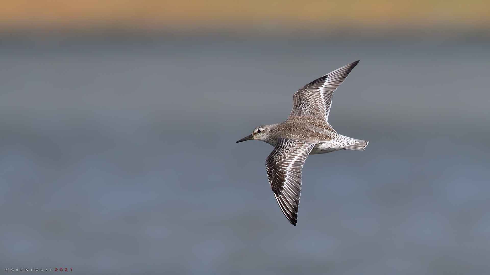 Red Knot